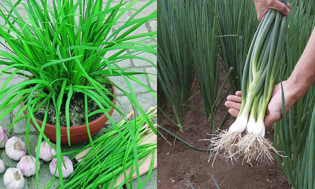 Hành lá, hẹ, giá sống