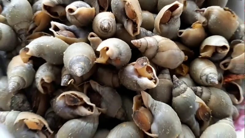 Ốc cà na tươi