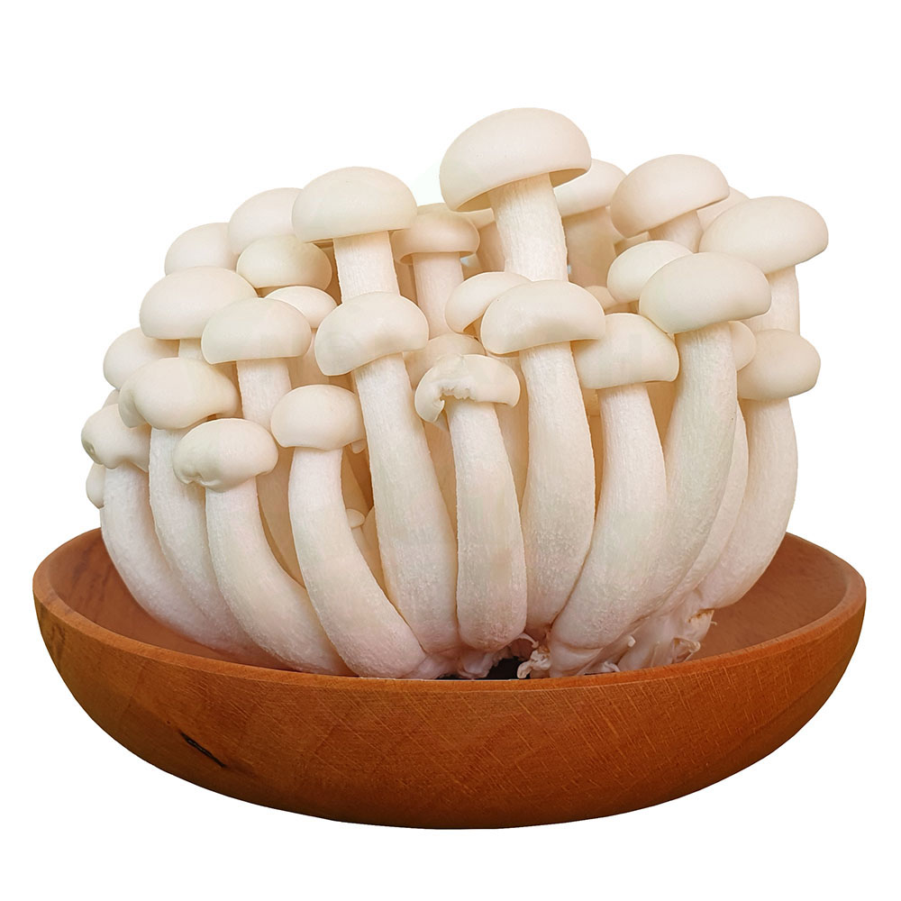 Nấm linh chi trắng